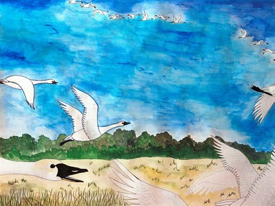 Swans