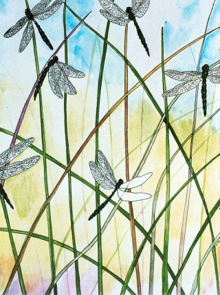 greeting card by Nan Bowles, dragonfly