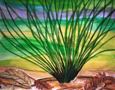 Baby_Longleaf