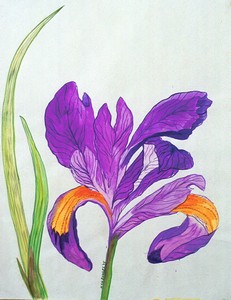 Dwarf_Iris