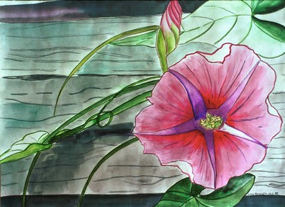 Morning_Glory