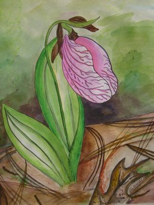 Pink_Ladyslipper