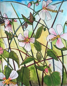 Rose_Mallow