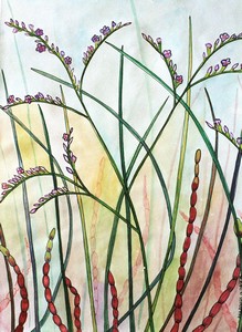 Sea_Lavender