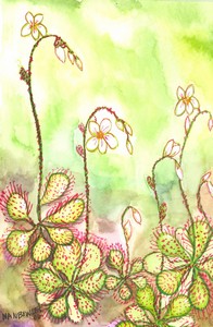 Sundew
