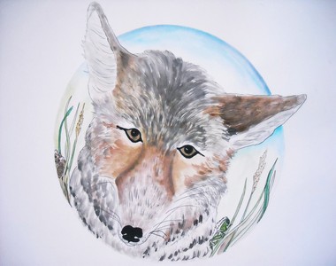 Coyote