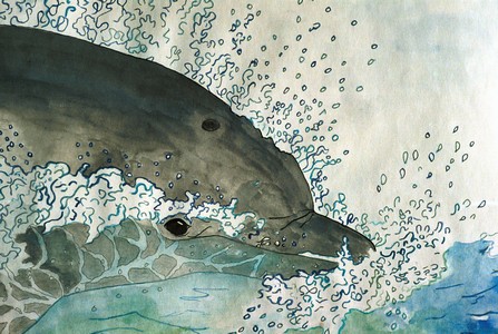 Dolphin